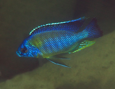 Protomelas sp. 'steveni imperial' Thumbi Point